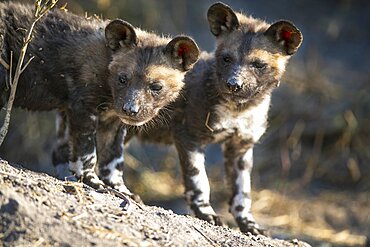 Two wild dog pups, Lycaon pictus, stand together, looking out of frame, Londolozi Game Reserve, Sabi Sands, Greater Kruger National Park, South Africa