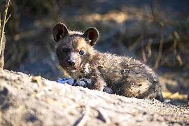 A wild dog pup, Lycaon pictus, lies on the ground, head up, direct gaze, Londolozi Game Reserve, Sabi Sands, Greater Kruger National Park, South Africa