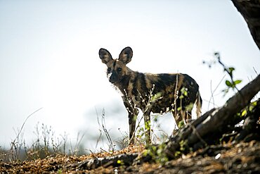 A wild dog, Lycaon pictus, stands in fallen leaves, direct gaze, back lit, Londolozi Game Reserve, Sabi Sands, Greater Kruger National Park, South Africa