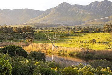 View across a tranquil landscape, river valley and a mountain range, Klein Mountains, Western Cape, South Africa