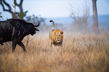 A male lion, Panthera leo, chases after a buffalo, Syncerus caffer, Londolozi Wildlife Reserve, Sabi Sands, Greater Kruger National Park, South Africa