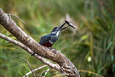 A giant kingfisher, Megaceryle maxima, sits on a branch after catching a fish, Londolozi Wildlife Reserve, Sabi Sands, Greater Kruger National Park, South Africa