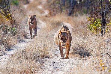 Two lionesses, Panthera leo, walk towards the camera on a dirt track, Londolozi Wildlife Reserve, Sabi Sands, Greater Kruger National Park, South Africa