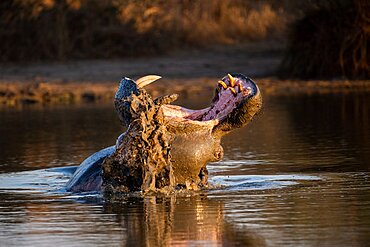 A hippo, Hippopotamus amphibius, yawns while in the water, teeth visible, Londolozi Wildlife Reserve, Sabi Sands, Greater Kruger National Park, South Africa