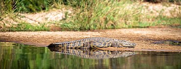 A nile crocodile, Crocodylus niloticus, basks on the ege of a river, Londolozi Wildlife Reserve, Sabi Sands, Greater Kruger National Park, South Africa