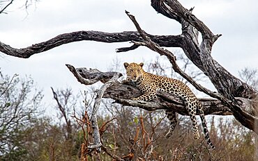 A leopard, Panthera pardus, lies on a dead tree branch, looking out of frame, Londolozi Wildlife Reserve, Sabi Sands, Greater Kruger National Park, South Africa