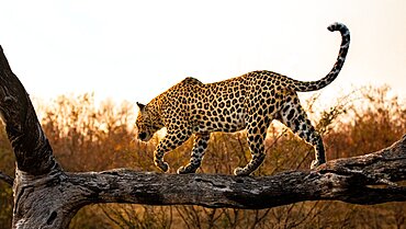 A leopard, Panthera pardus, balances along a log at sunset, Londolozi Wildlife Reserve, Sabi Sands, Greater Kruger National Park, South Africa