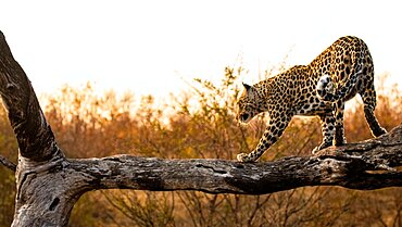 A leopard, Panthera pardus, balances along a log at sunset, Londolozi Wildlife Reserve, Sabi Sands, Greater Kruger National Park, South Africa