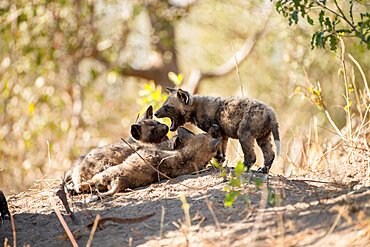 Wild dog puppies, Lycaon pictus, playing near their den, Londolozi Wildlife Reserve, Sabi Sands, Greater Kruger National Park, South Africa