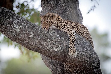 A leopard, Panthera pardus, lies on a tree branch, looking out of frame, Londolozi Wildlife Reserve, Sabi Sands, Greater Kruger National Park, South Africa