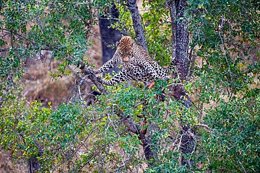 A leopard, Panthera pardus, stands over kill in a tree, direct gaze, Londolozi Wildlife Reserve, Sabi Sands, Greater Kruger National Park, South Africa