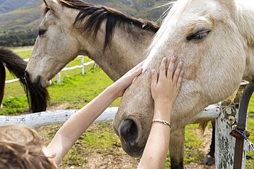 Eight year old boy patting a horse in a field, Stanford, Western Cape, South Africa