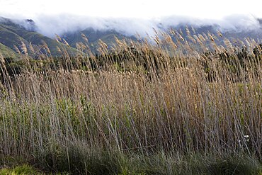 Landscape in a flat plain and view to the Klein mountains, Stanford, Western Cape, South Africa