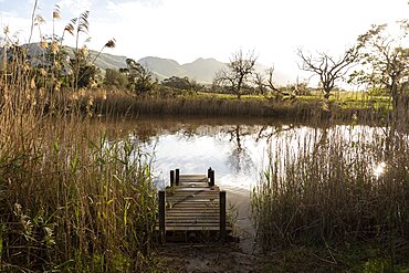 A wooden jetty on a river bank, tall reeds and grasses, Stanford Walking Trail, Western Cape, South Africa