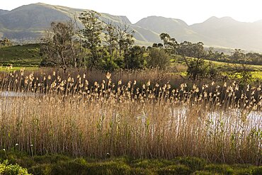 Tall reeds growing on a river bank, view of a tall mountain range across a valley, Stanford Walking Trail, Western Cape, South Africa