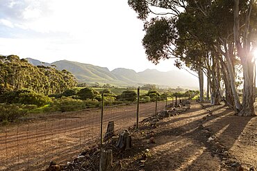 Nature reserve and walking trail, a path through mature blue gum trees and a mountain view, early morning, Stanford Walking Trail, Western Cape, South Africa