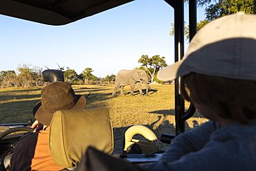 Passengers in a safari jeep observing a large elephant walking near the vehicle, Okavango Delta, Botswana