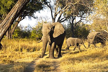 A small group of three elephants, loxodonta africanus, different ages, one elephant calf, Okavango Delta, Botswana