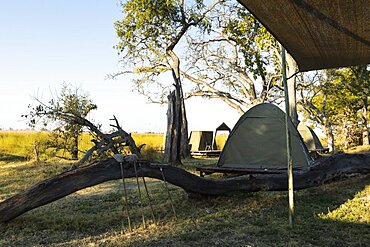 A group of small tents in the shade of trees, a permanent camp, Okavango Delta, Botswana