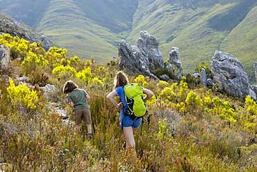 Teenage girl and a boy walking along a path through vegetation and rocks in the fynbos , Phillipskop Nature Reserve, Western Cape, South Africa