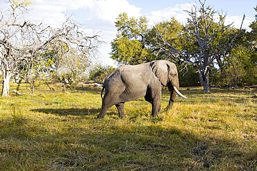 An elephant with tusks walking across grassland, Okavango Delta, Botswana