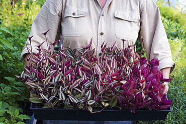 A person holding a tray of young plants, at an organic farm, Woodstock, New York, USA