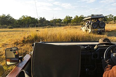 Early morning, sunrise on a wildlife reserve landscape, a safari jeep driving, Okavango Delta, Botswana