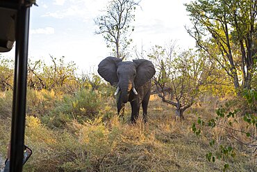 A large african elephant standing in front of a safari jeep, with ears fanned out, Okavango Delta, Botswana