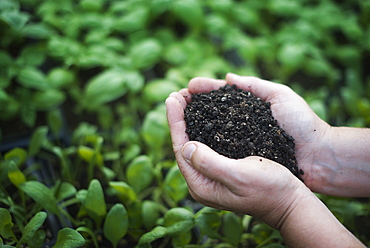 A person holding a handful of dark organic compost, Woodstock, New York, USA