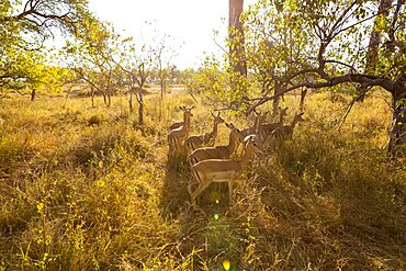 A small group of impala in the early morning sun, under the shade of a tree, Okavango Delta, Botswana