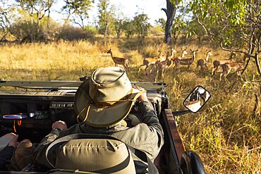 A safari guide in a bush hat at the wheel of a jeep watching a small group of impala close by, Okavango Delta, Botswana