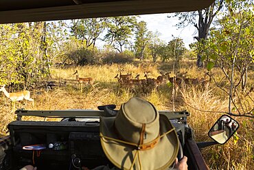 A safari guide in a bush hat at the wheel of a jeep watching a small group of impala close by, Okavango Delta, Botswana