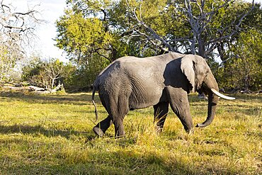 An elephant with tusks walking across grassland , Okavango Delta, Botswana