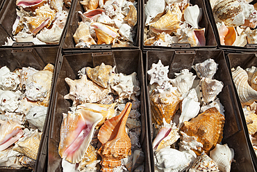 Bins of conch shells on a stall