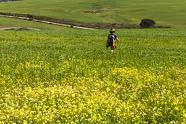 Young boy walking, Stanford Valley Guest Farm, Stanford, Western Cape, South Africa.