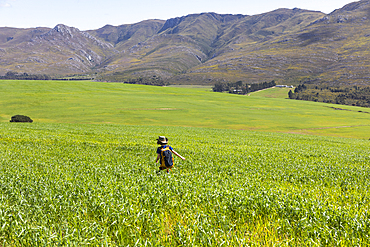 Young boy walking, Stanford Valley Guest Farm, Stanford, Western Cape, South Africa.