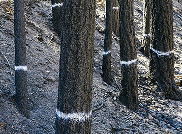 Trees burned by forest fire, marked for cutting from the Taylor Bridge fire, Washington state, USA