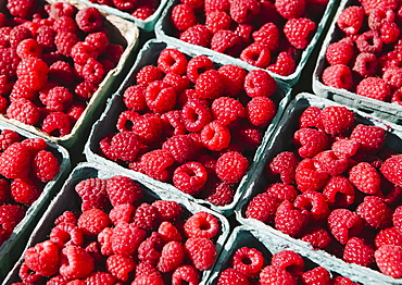 Boxes of organic raspberries on a farmers market stall, Seattle, Washington, USA