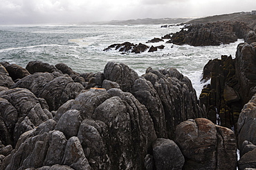 Jagged rocks and the rocky coastline of the Atlantic at De Kelders beach, waves breaking on shore, De Kelders, Western Cape, South Africa