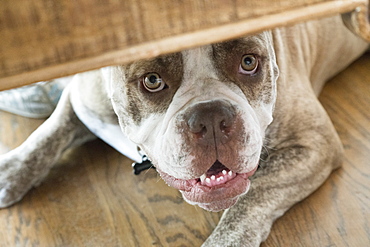 A bulldog hiding underneath furniture, Bulldog, Washington, United States