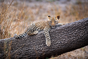 A lepoard cub, panthera pardus, lying on a tree trunk, paw dangling down, Londolozi Wildlife Reserve, South Africa