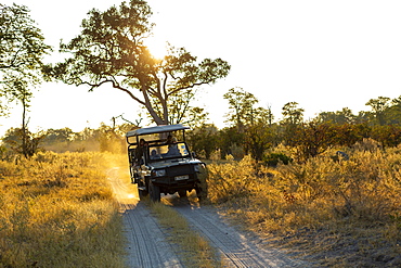 Safari jeep on a dirt road, a sunrise drive, Okavango Delta, Botswana