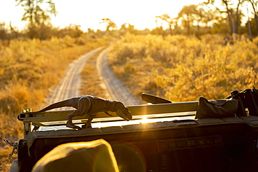 View from the driving seat of a dirt road through a nature reserve, Okavango Delta, Botswana