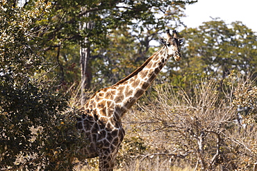 giraffe,Okavango Delta, Botswana, Okavango Delta, Botswana