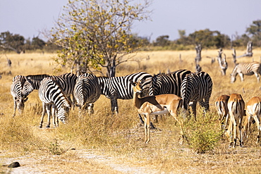 zebra, Okavango Delta, Botswana, Okavango Delta, Botswana