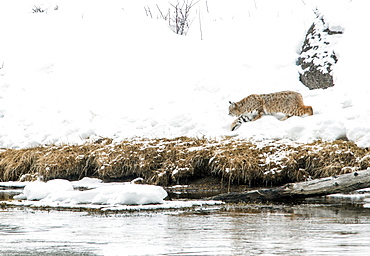 A lynx in snow on a riverbank in Yellowstone national park.