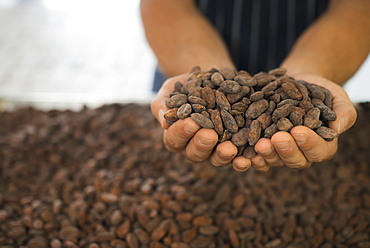 Organic Chocolate Manufacturing. A person holding a handful of cocoa beans, the seed of Theobroma cacao, raw materials for chocolate making, Woodstock, New York, USA