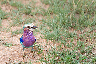 A lilac-breasted roller, Coracias caudatus, standing on the ground, Londolozi Wildlife Reserve, South Africa