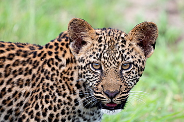 A leopard cub, Panthera pardus, direct gaze, Londolozi Wildlife Reserve, South Africa