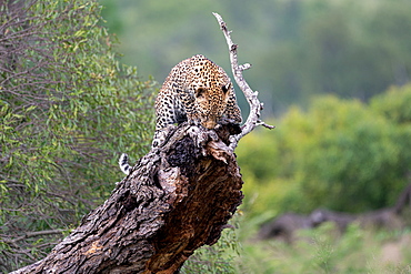 A leopard cub, Panthera pardus, stands on a fallen over tree, Londolozi Wildlife Reserve, South Africa